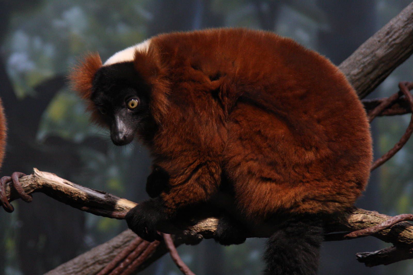Red Ruffed Lemur (Varecia rubra)