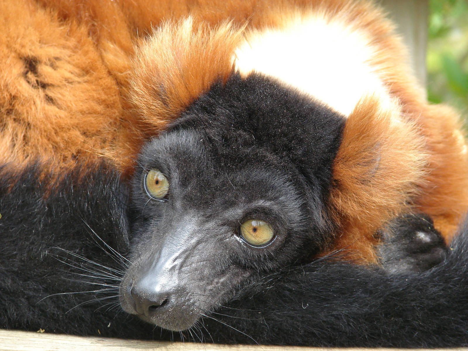 Red ruffed lemur (Varecia rubra)