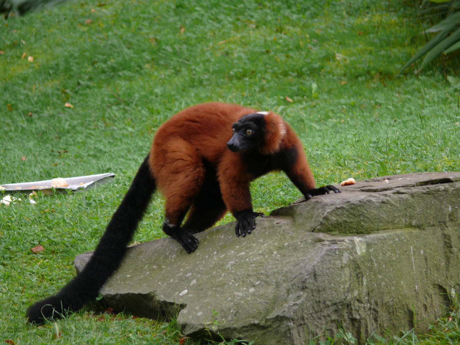 Red ruffed lemur (Varecia rubra)