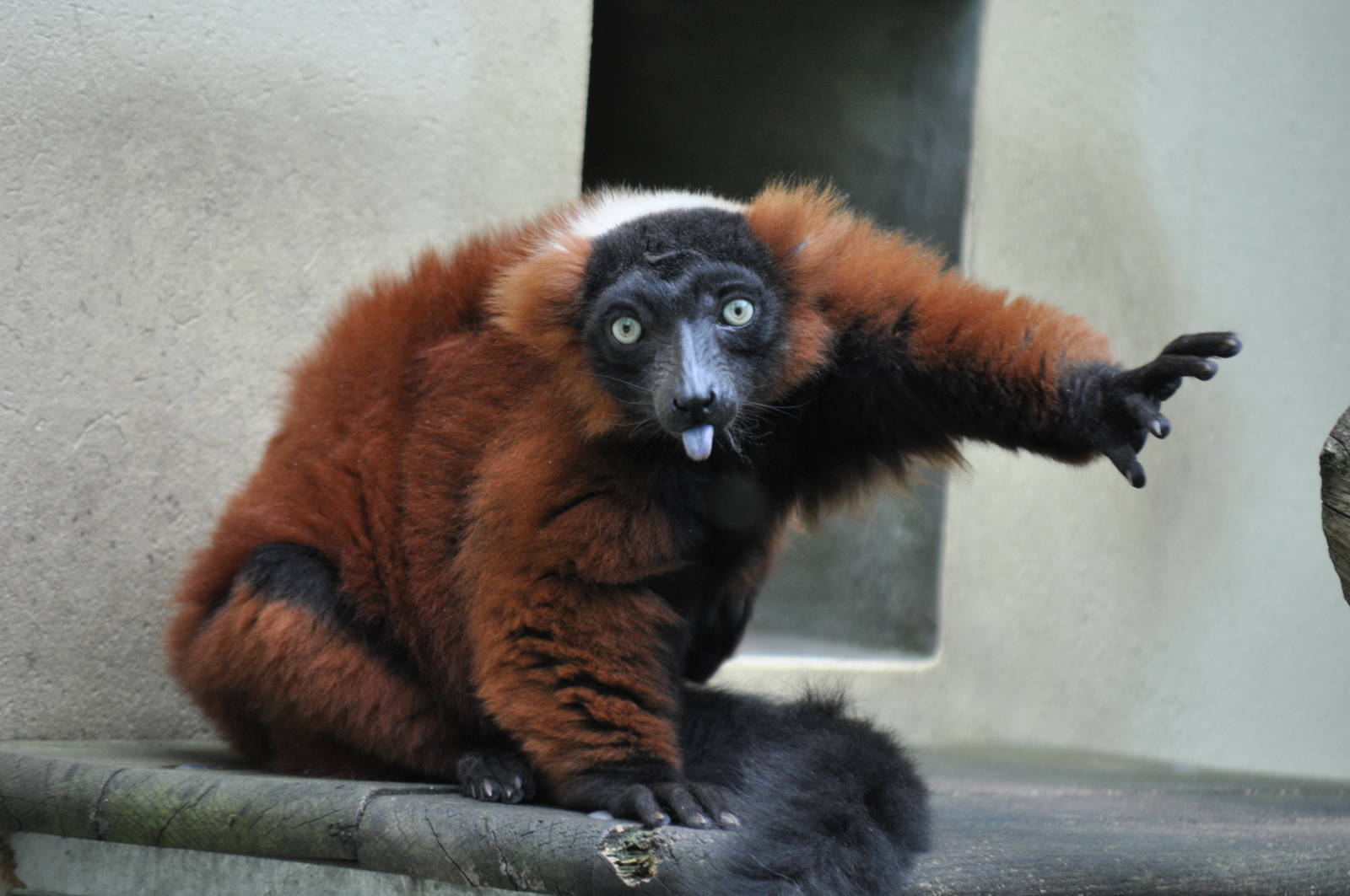 Red ruffed lemur (Varecia rubra)
