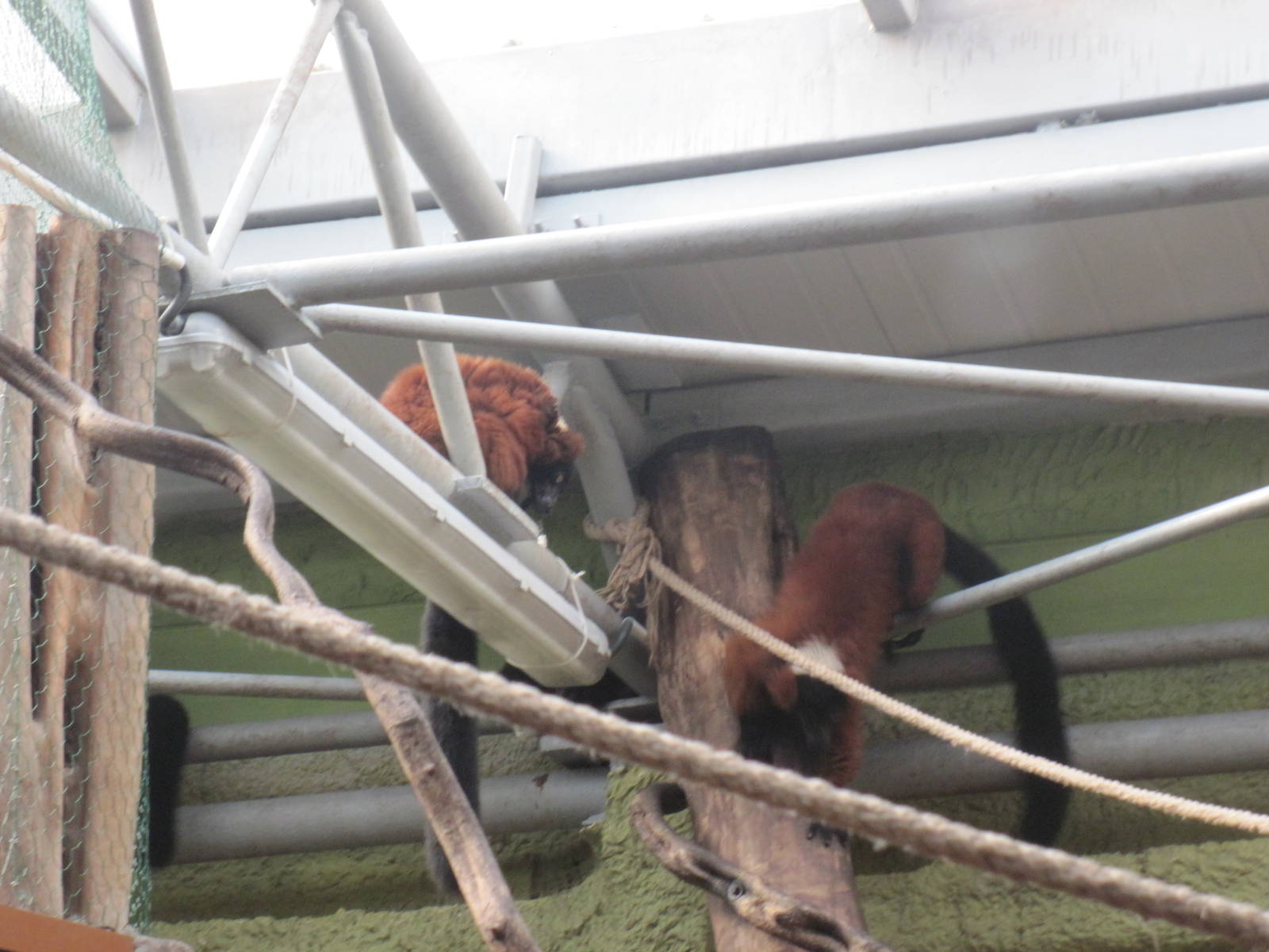Red ruffed lemur (Varecia rubra)