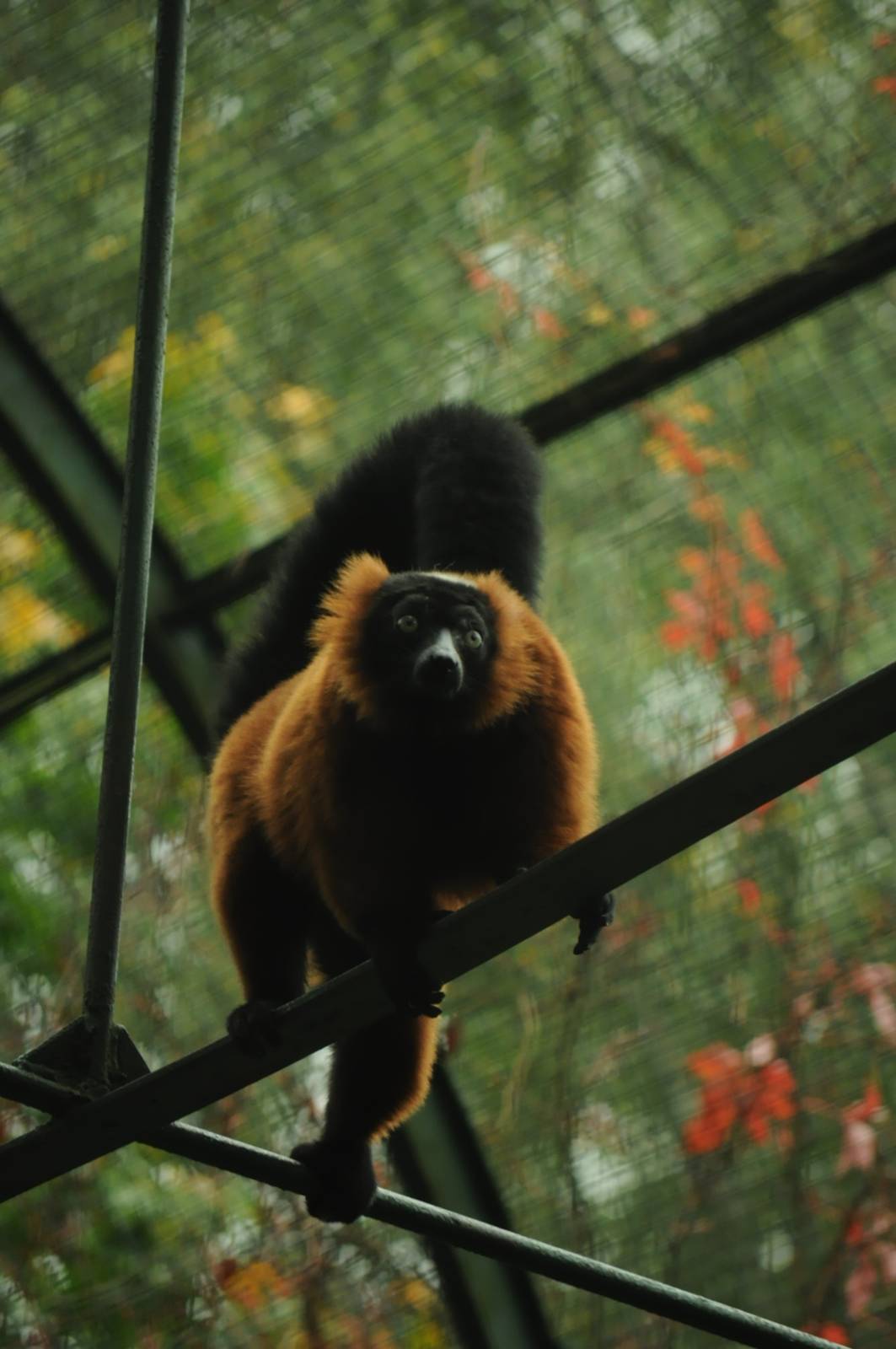 Red ruffed lemur (Varecia rubra)