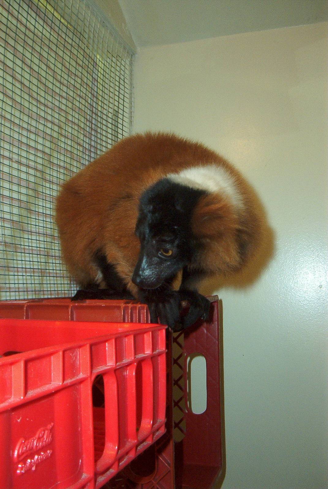 Red Ruffed Lemur (Varecia rubra)