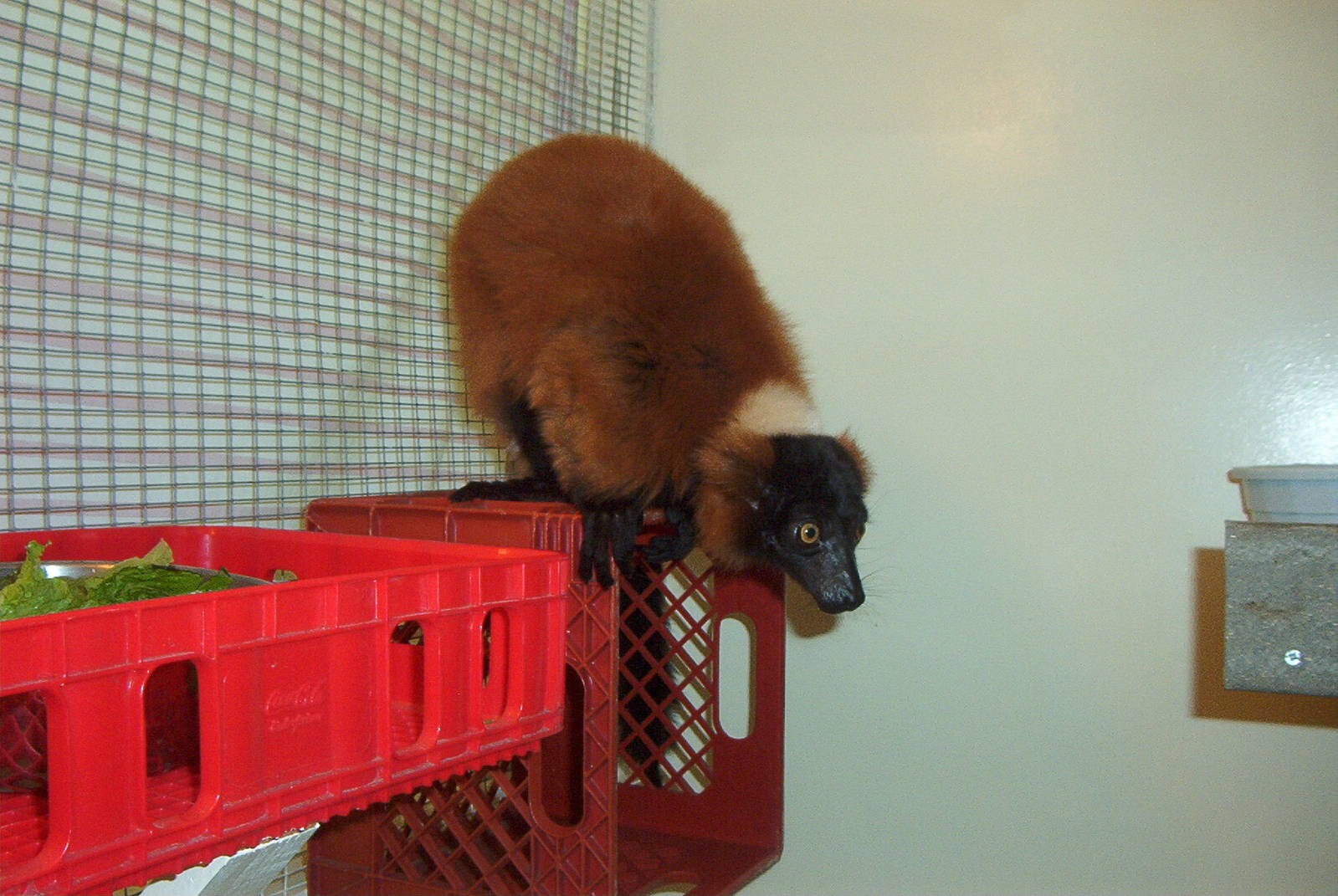 Red Ruffed Lemur (Varecia rubra)