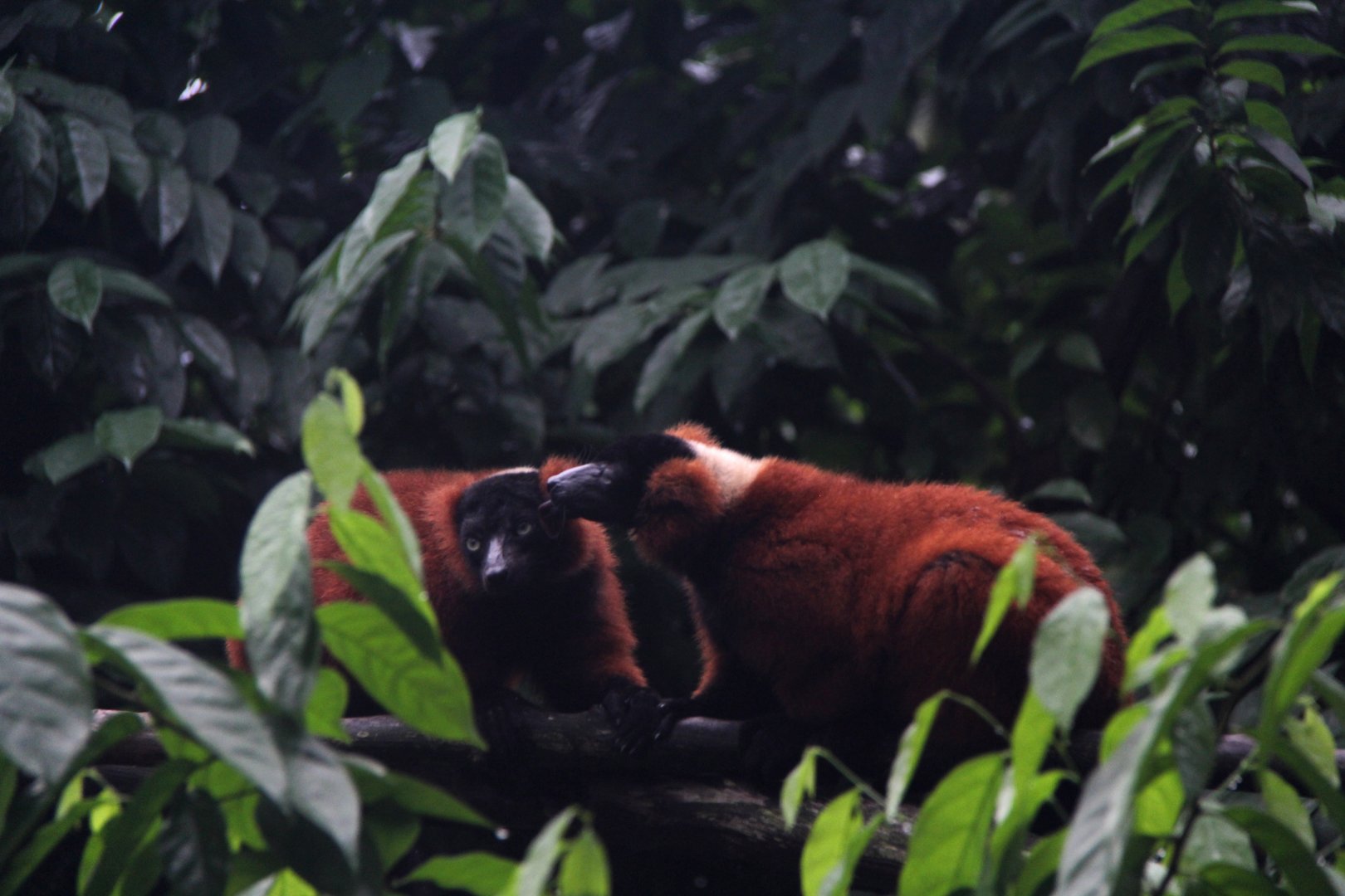 red ruffed lemur (Varecia rubra)