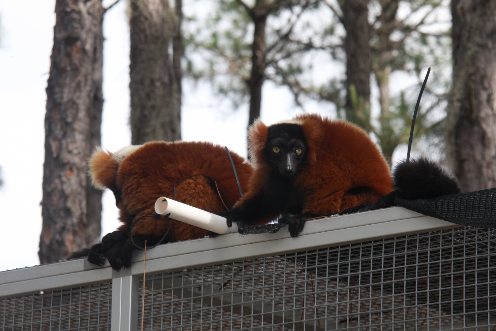 red ruffed lemur (Varecia rubra)