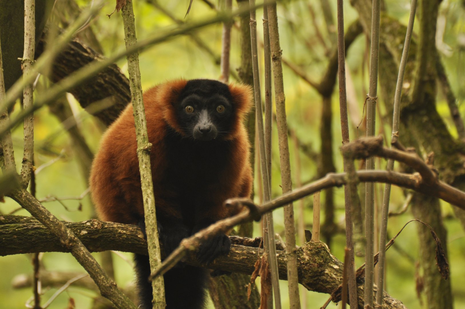 Red ruffed lemur (Varecia rubra)