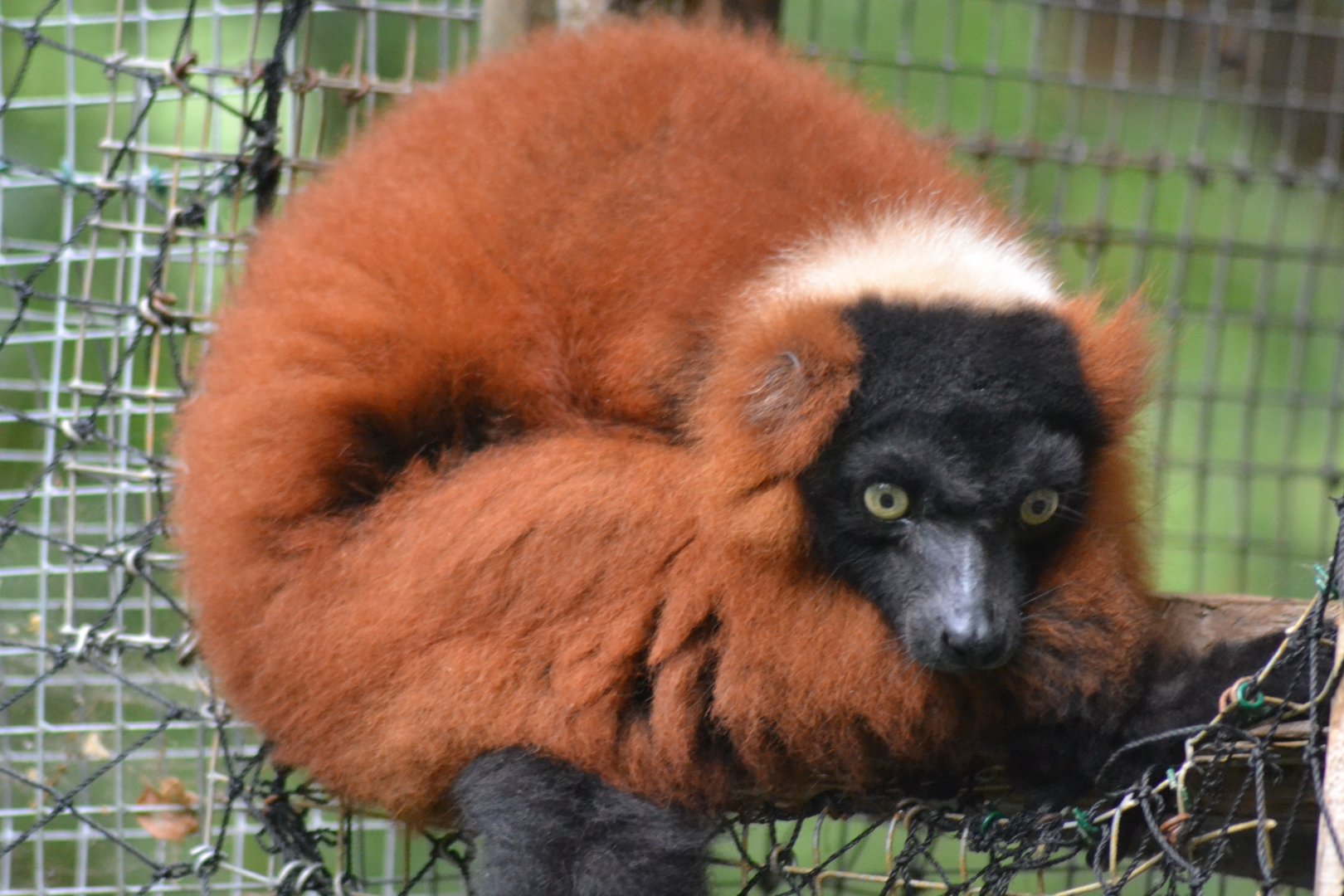 Red ruffed Lemur - Varecia rubra