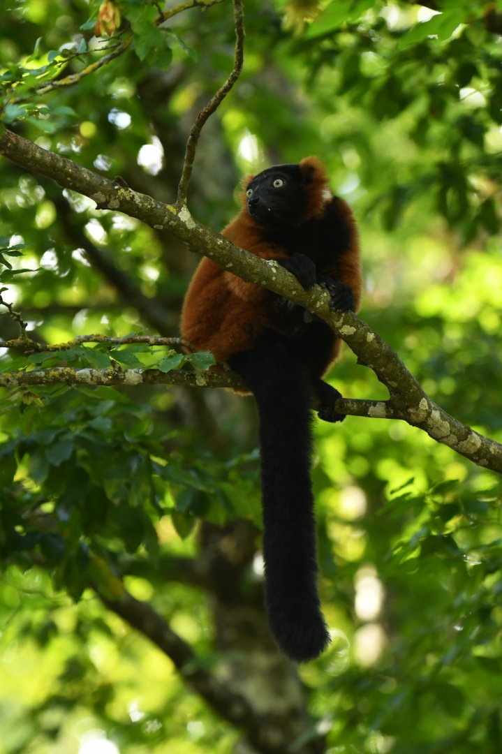 Red ruffed lemur (Varecia rubra)