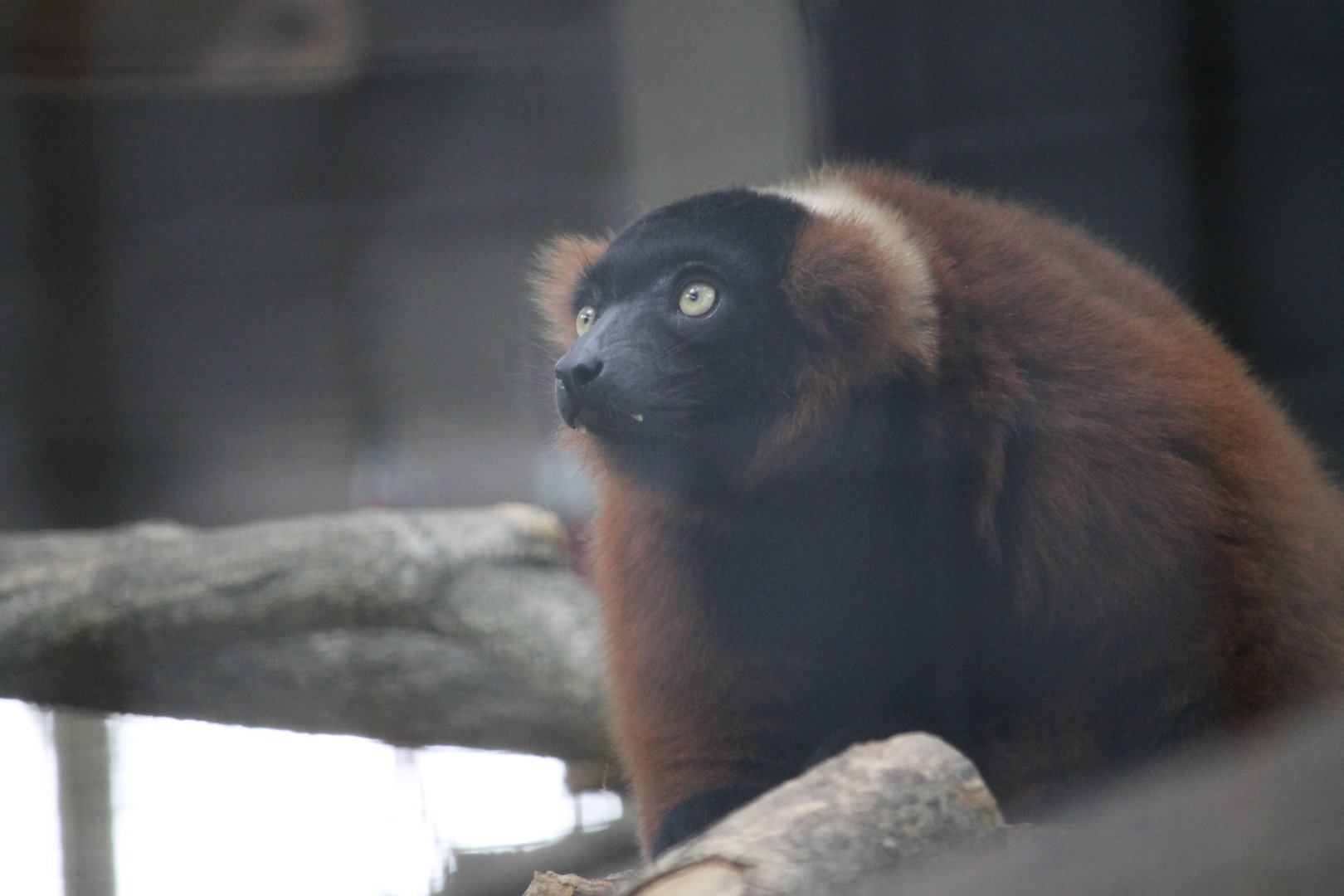 Red-ruffed Lemur (Varecia rubra)