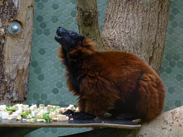 Red ruffed lemur (Varecia rubra)