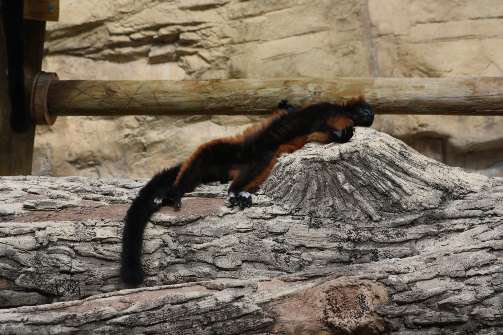 Red-ruffed lemur (Varecia rubra)