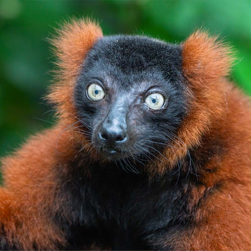 Red Ruffed Lemur (Varecia Rubra)