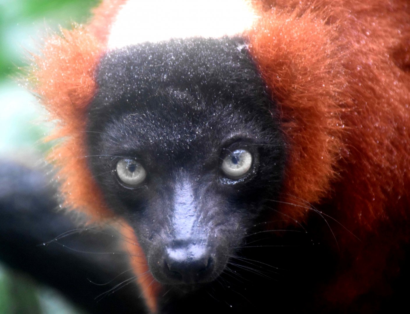 Red Ruffed Lemur (Varecia rubra)