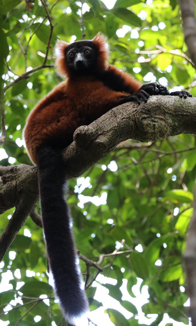 red ruffed lemur (Varecia rubra)