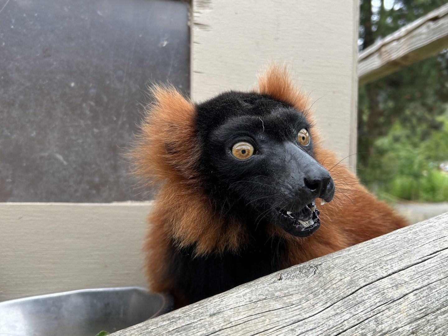 Red ruffed lemur (Varecia rubra)