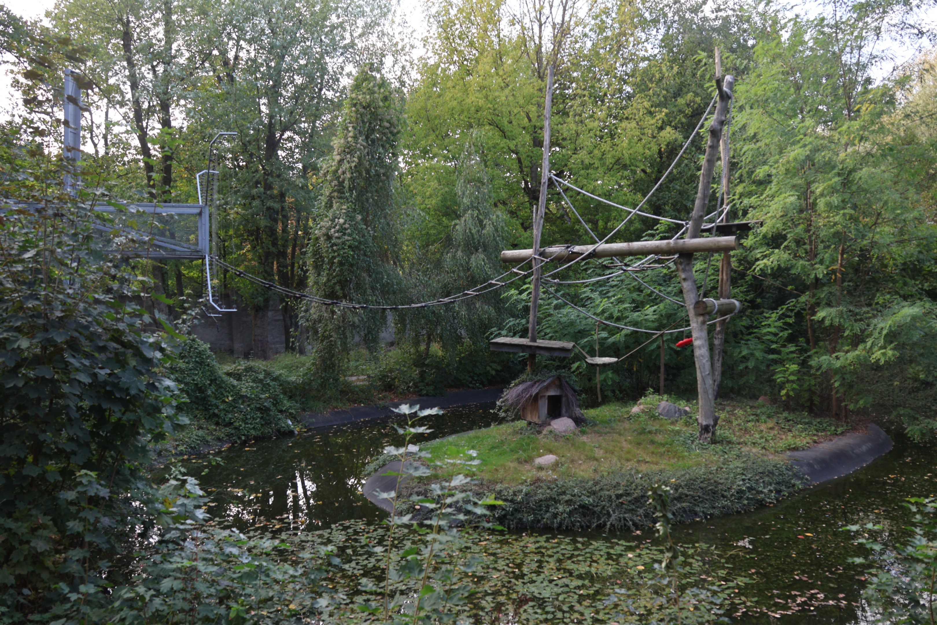 Red Ruffed Lemur (Varecia rubra)
