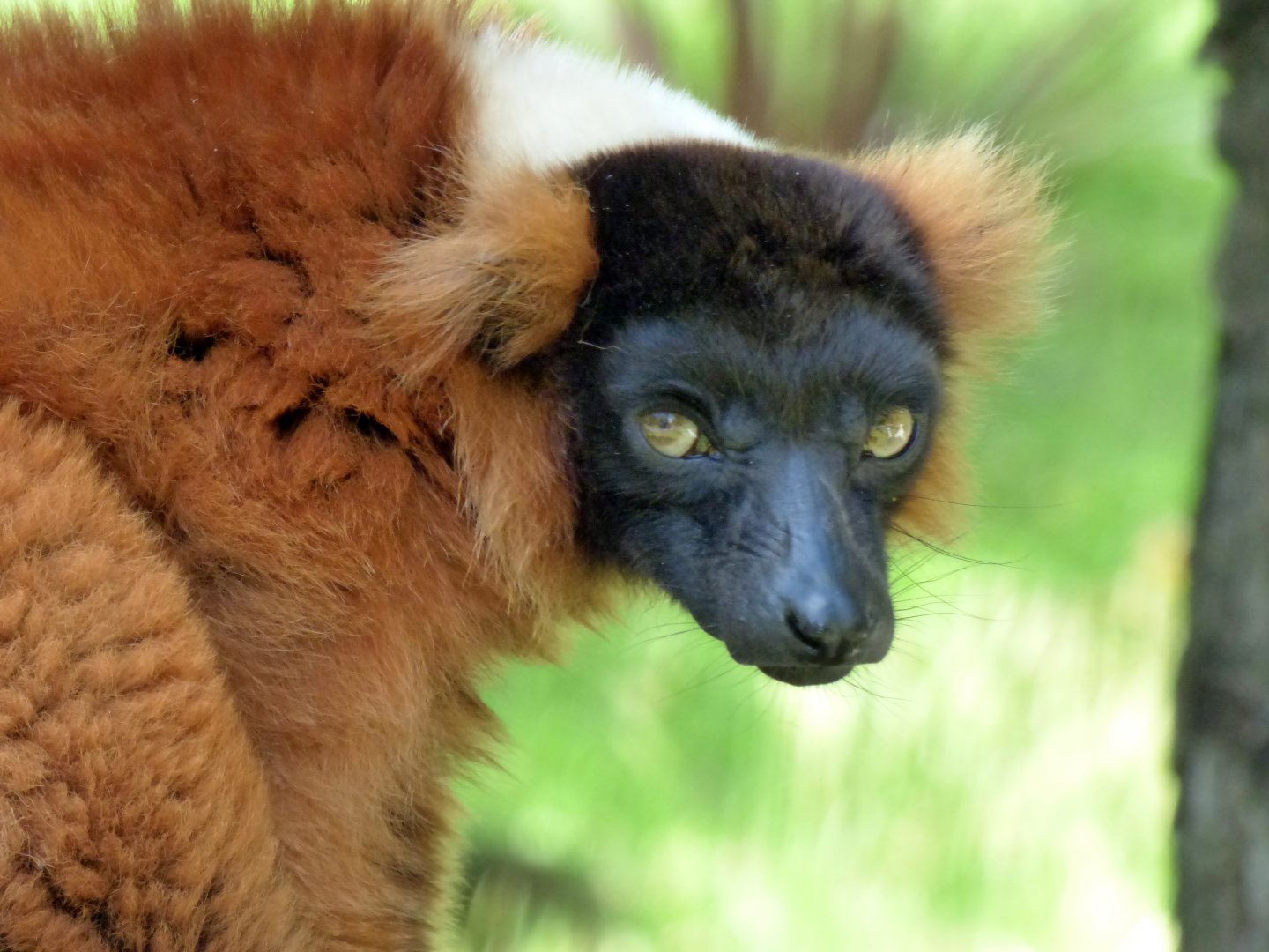 Red ruffed lemur (Varecia rubra)