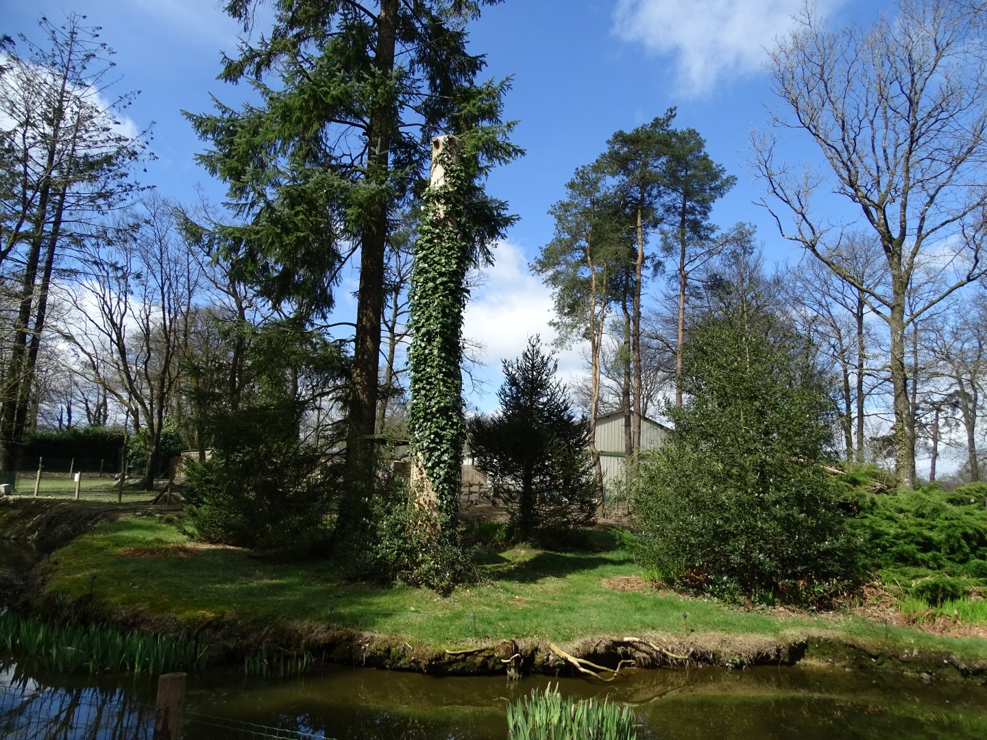 Red ruffed lemur (Varecia rubra)