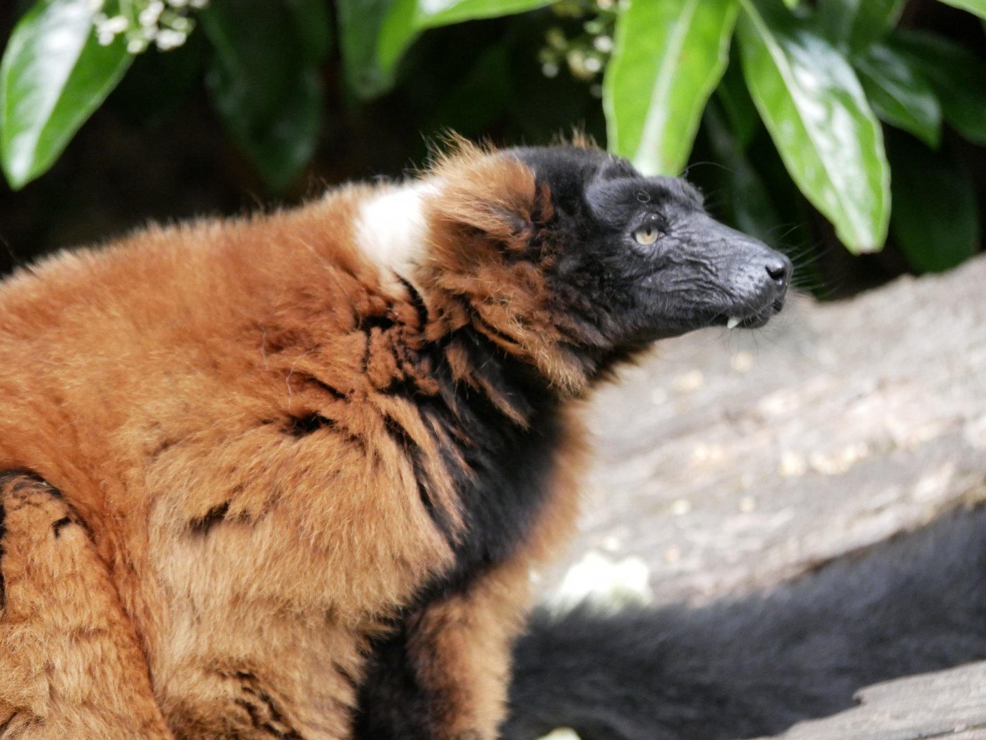Red ruffed lemur (Varecia rubra)