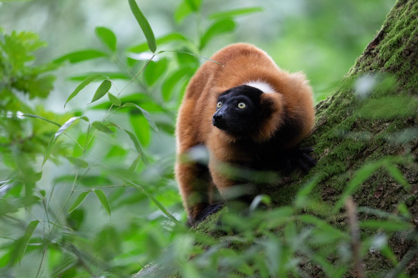Red Ruffed Lemur (Varecia rubra)