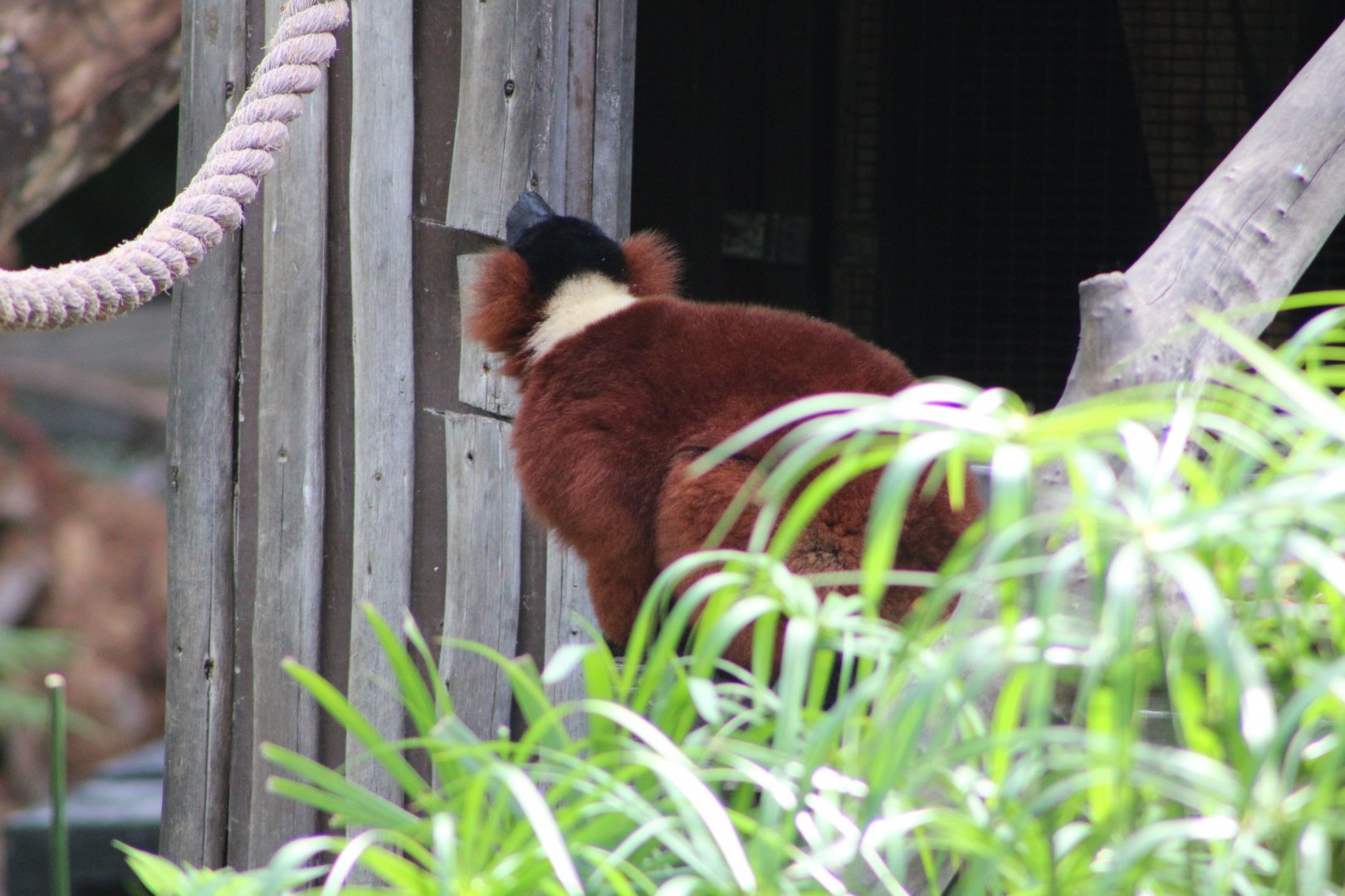 Red Ruffed Lemur (Varecia rubra)