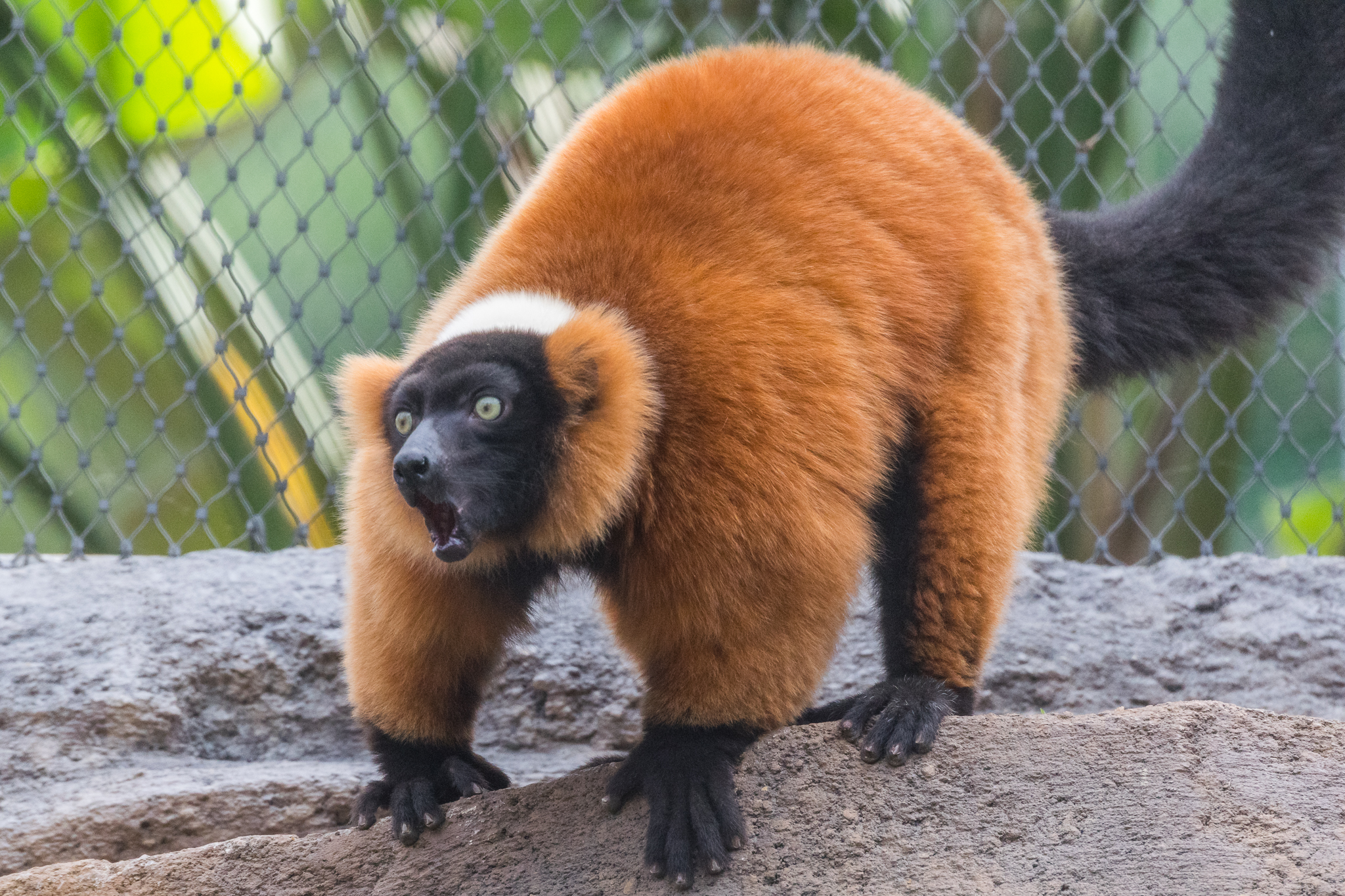 Red-ruffed lemur vocalizing in Madagascar Forest