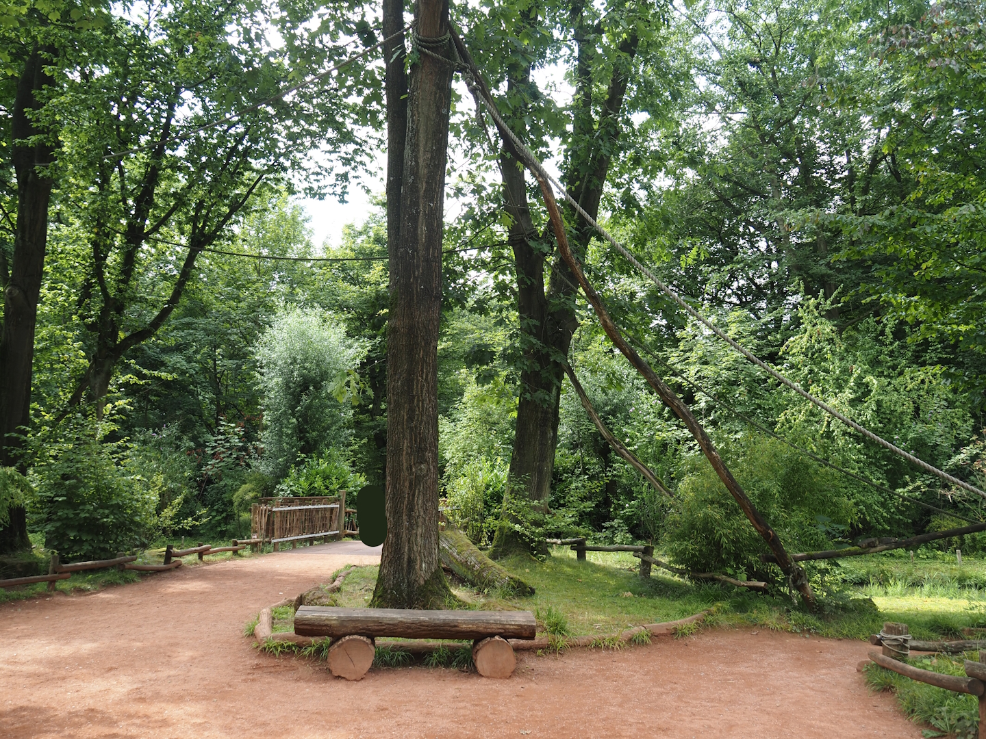 Red ruffed lemur walk-through island, 2024-08-05