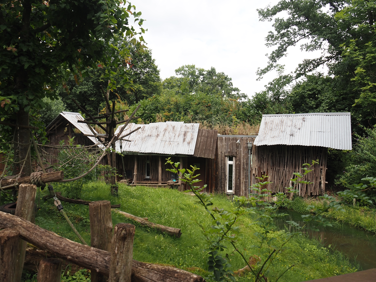 Red ruffed lemur walk-through island, 2024-08-05