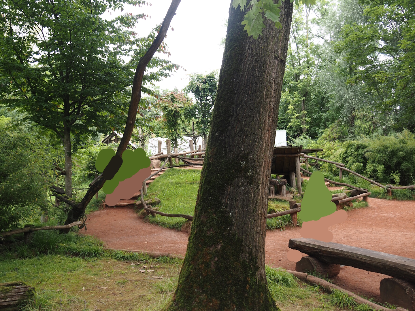 Red ruffed lemur walk-through island, 2024-08-05