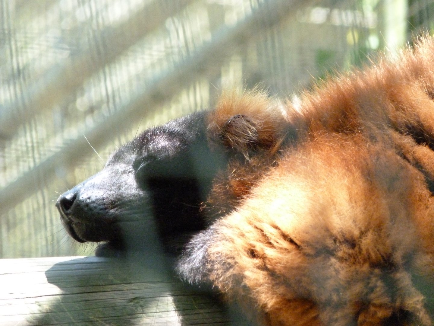 Red ruffed lemur -Zoo d'Asson (2025)