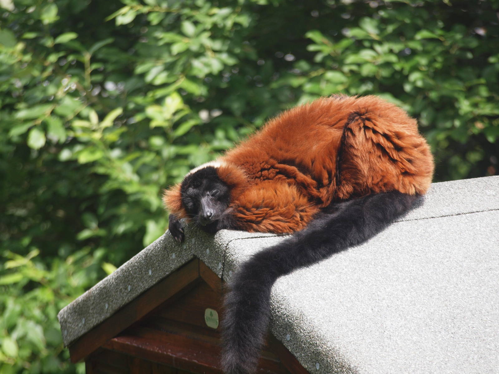 red ruffed lemur