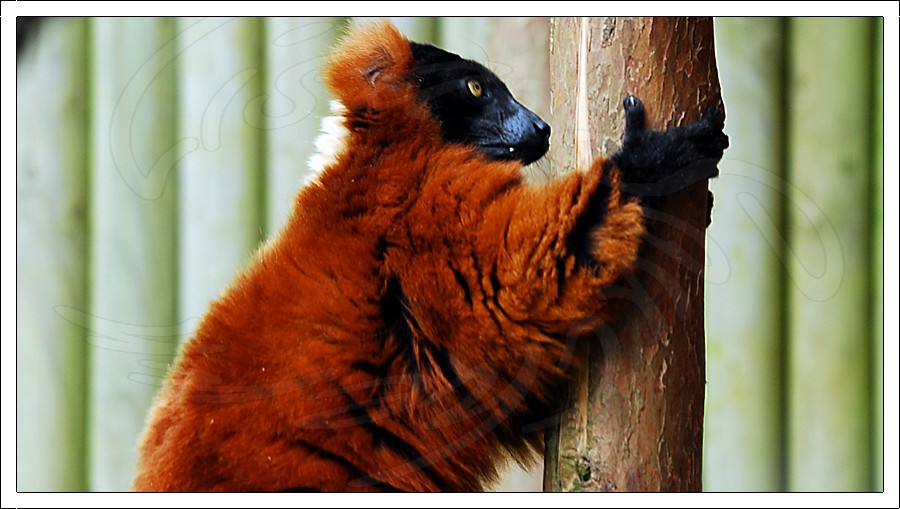 Red Ruffed Lemur