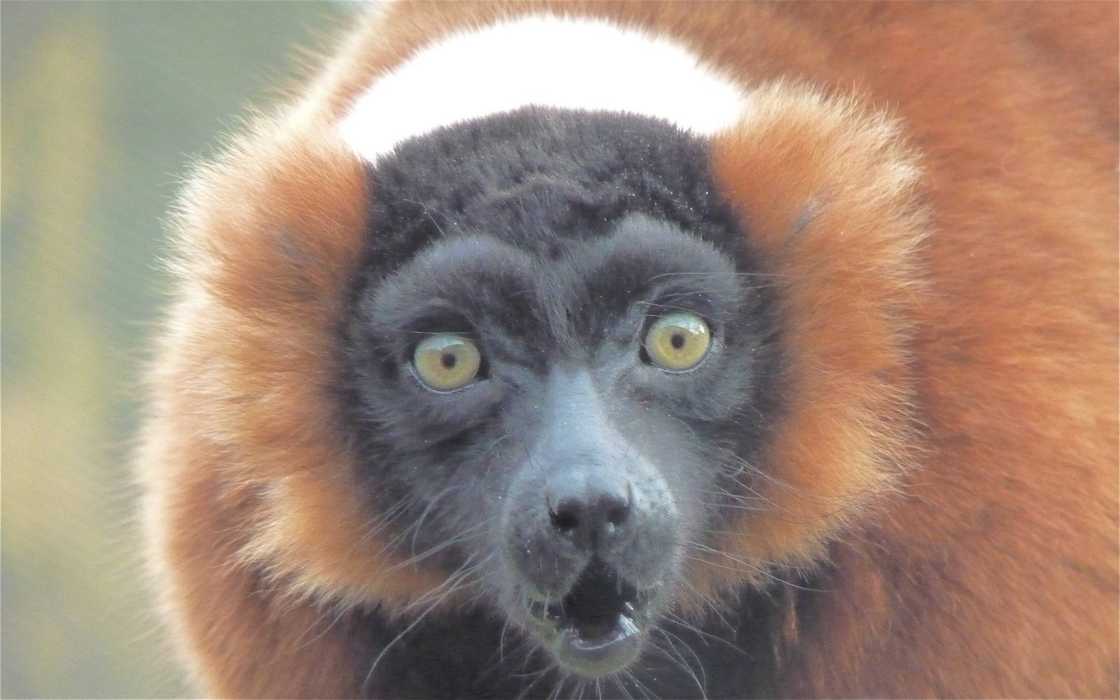 Red Ruffed Lemur