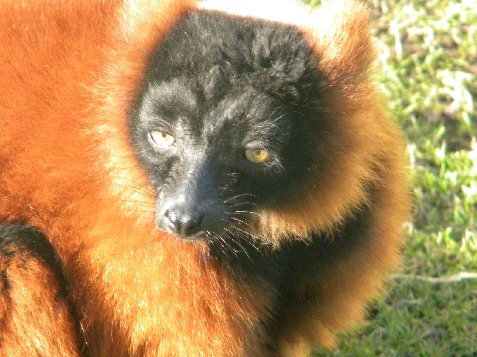 Red Ruffed Lemur.