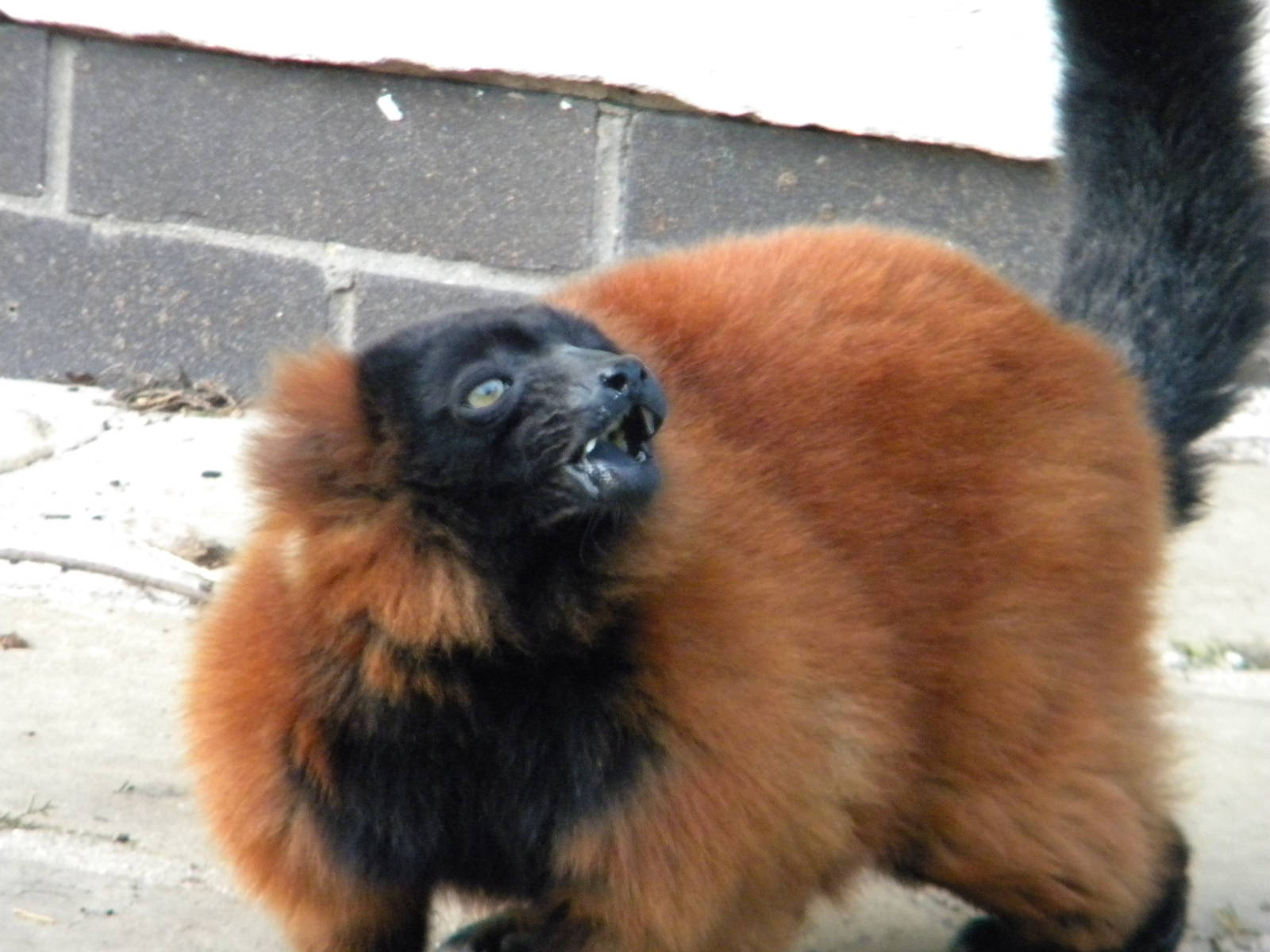 Red Ruffed Lemur.