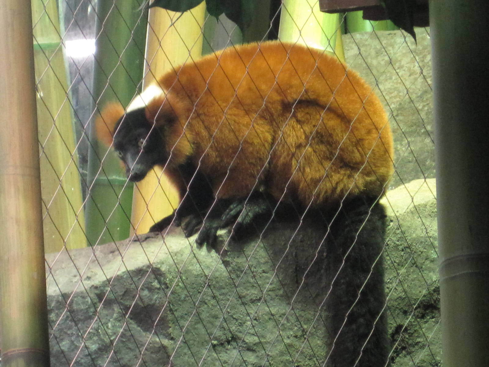 Red-Ruffed Lemur
