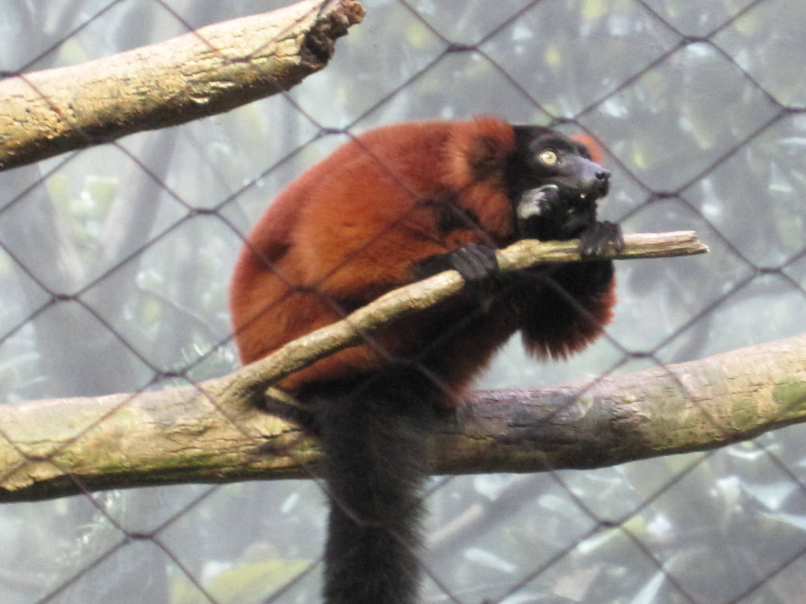 Red-Ruffed Lemur