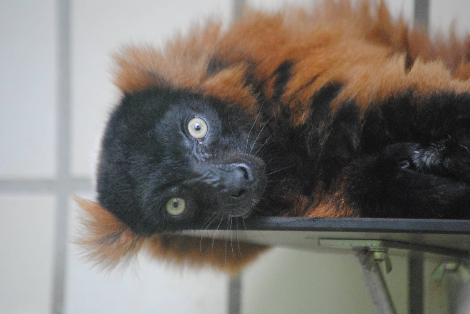 Red ruffed lemur