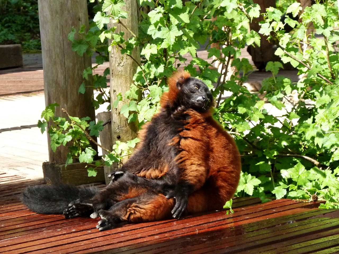 Red-ruffed lemur