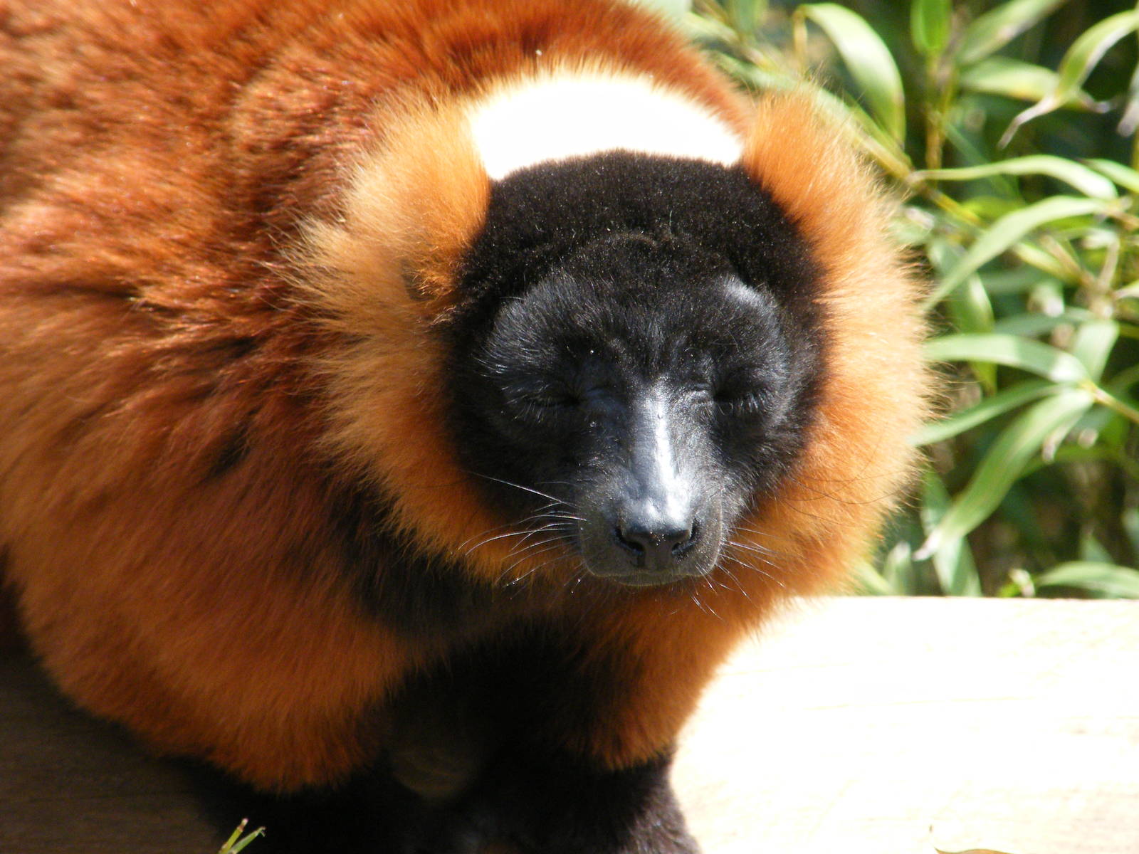 Red Ruffed Lemur