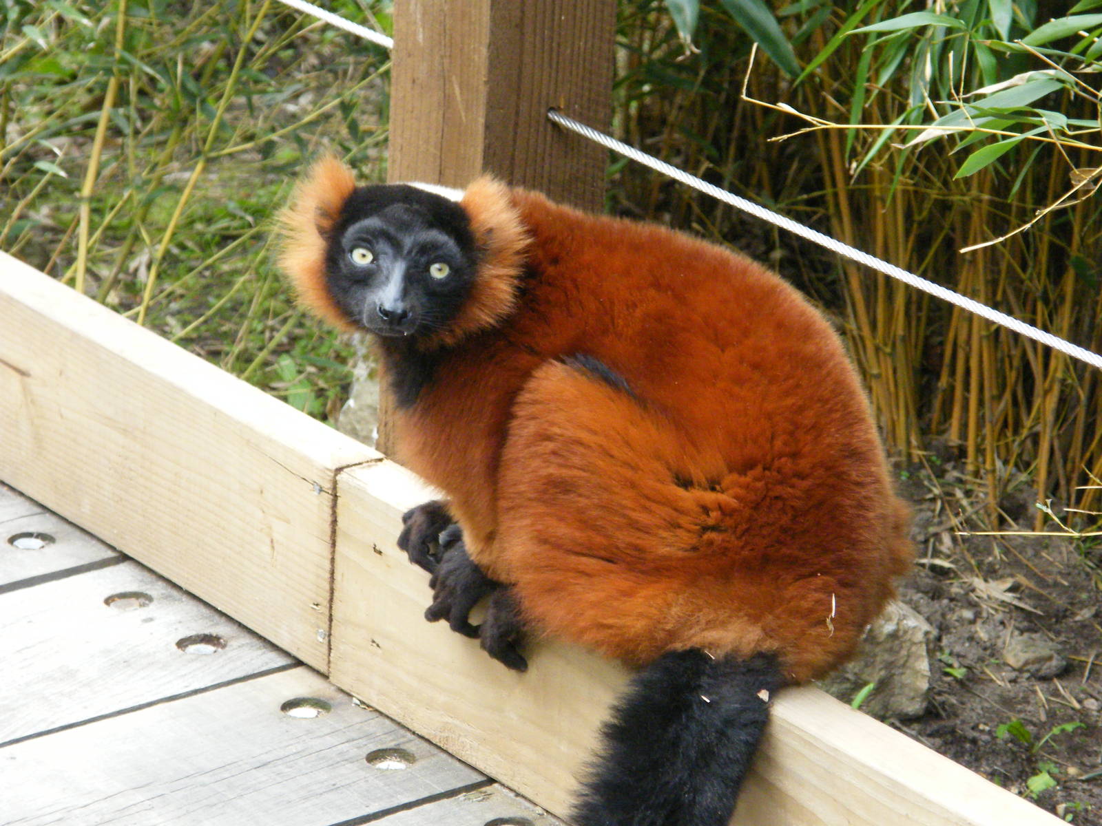 Red Ruffed Lemur