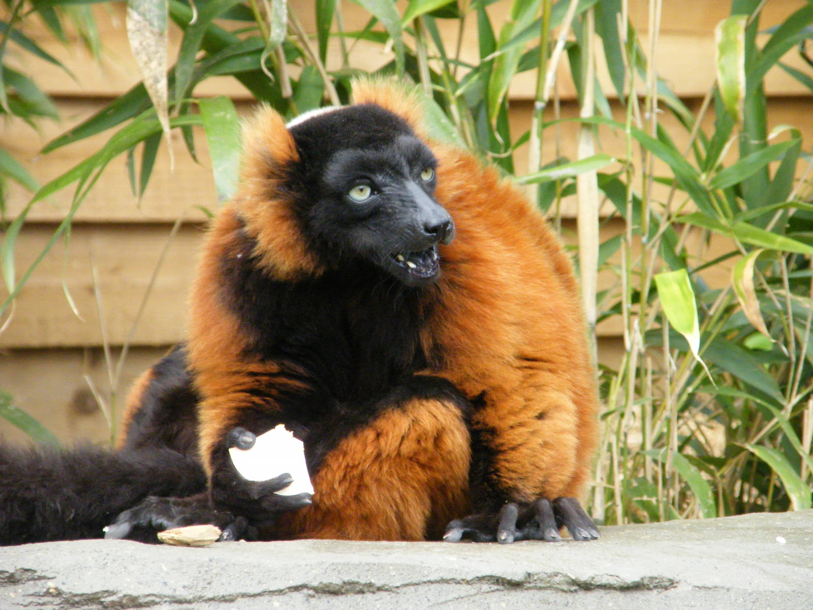 Red Ruffed Lemur