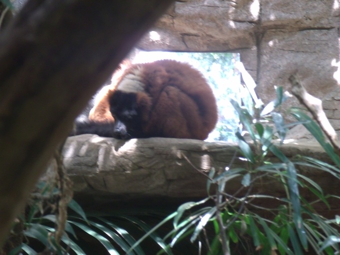 Red Ruffed Lemur