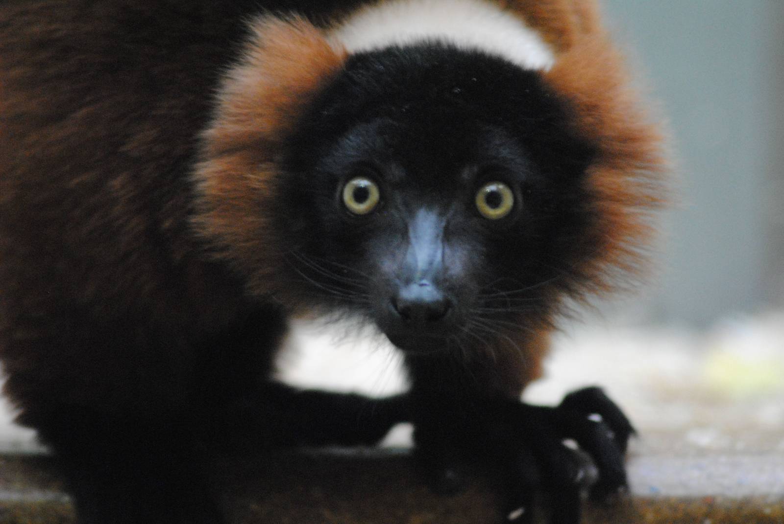red ruffed lemur