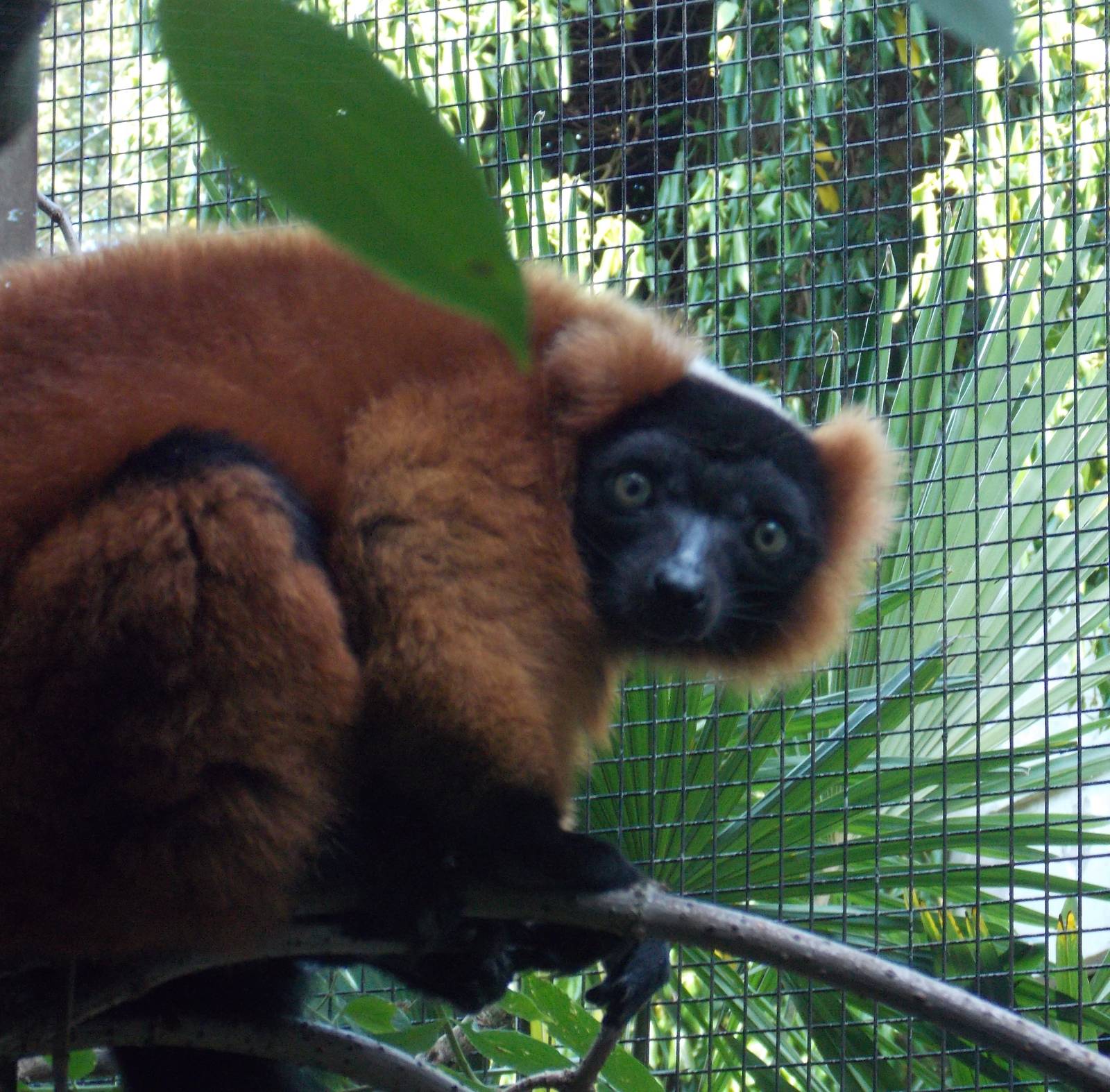 Red Ruffed Lemur