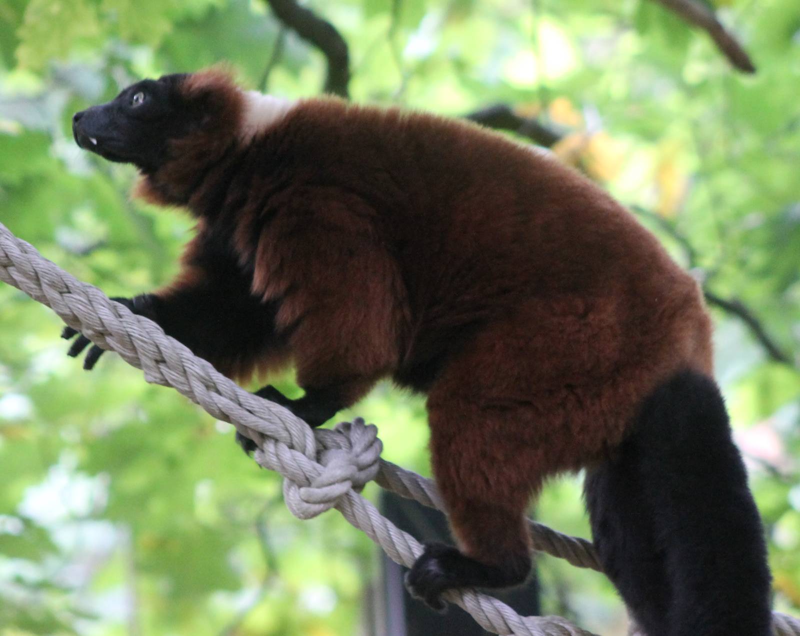Red ruffed lemur