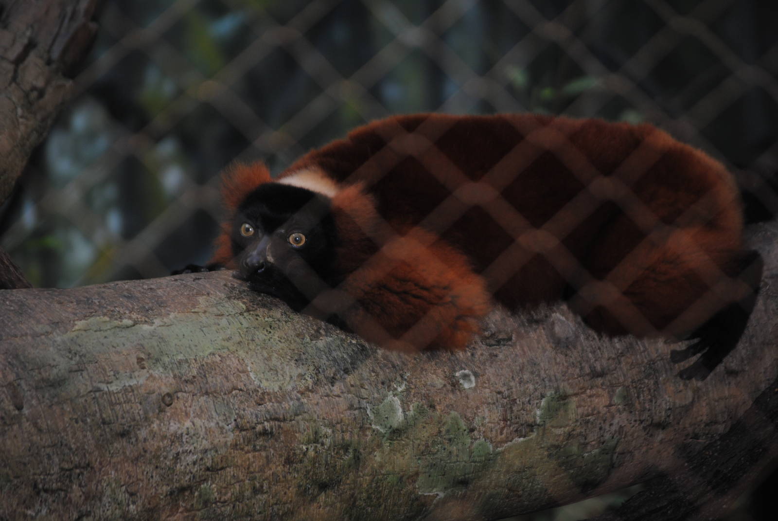 Red Ruffed Lemur