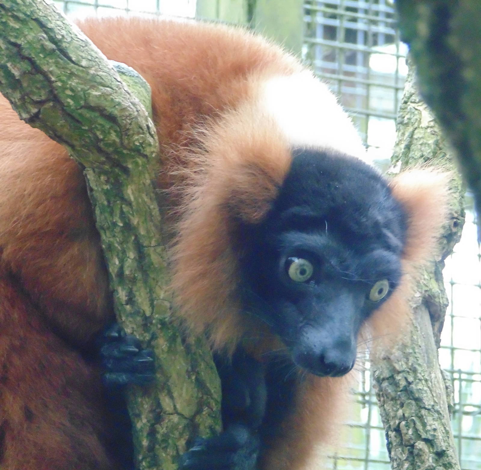 Red Ruffed Lemur