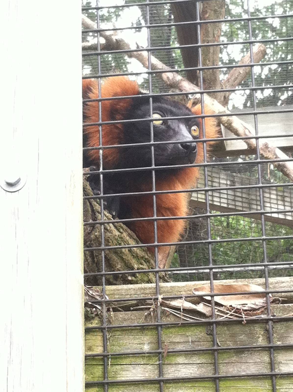 Red Ruffed Lemur